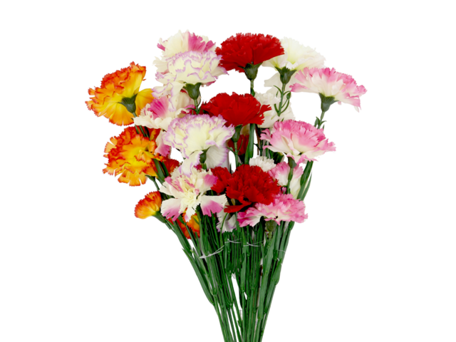 Obrázek produktu Karafiát řezaný x 5 květů - 66cm, mix barev