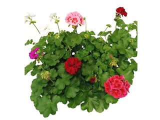 Pelargonium hyb. Calliope K12