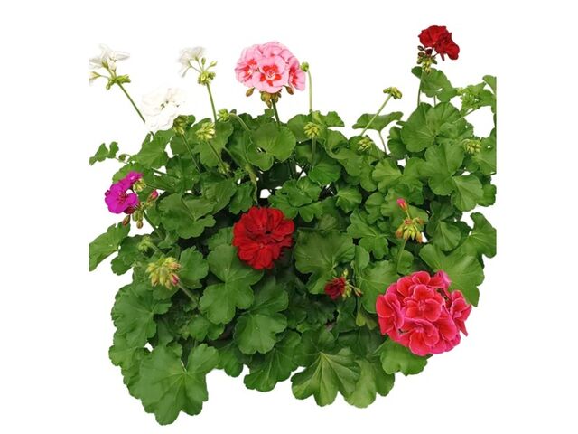Obrázek produktu Pelargonium hyb. Calliope K12