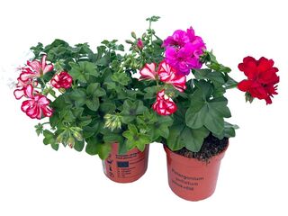 Pelargonium peltatum plnokvěté K9
