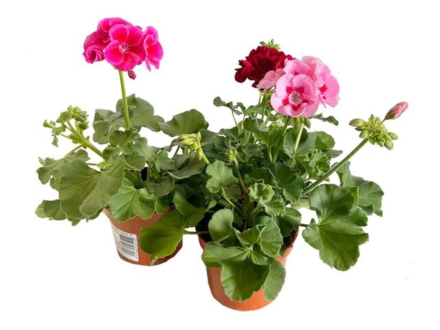 Obrázek produktu Pelargonium zonale s okem K12