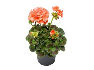 Pelargonium zonale Darkline K12