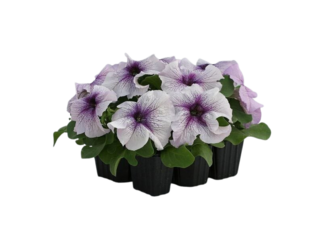 Letničky mix 6-pack