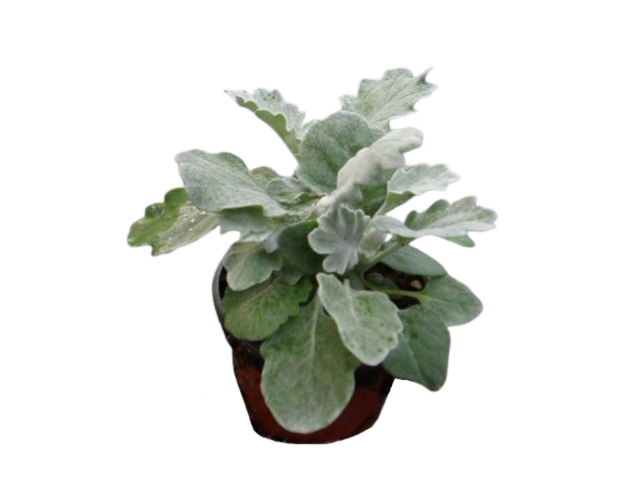 Obrázek produktu Senecio K9