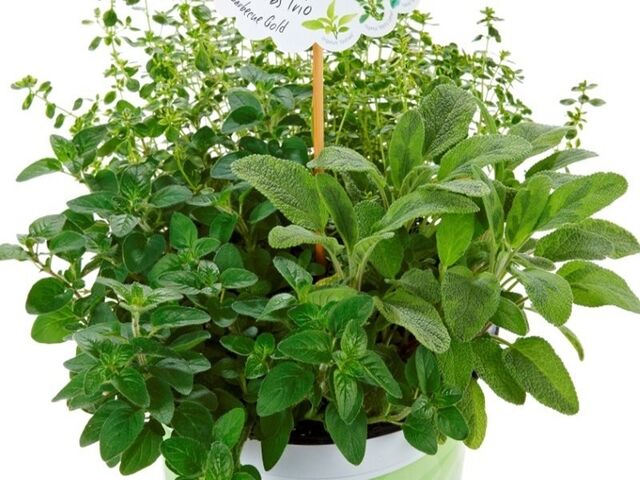 Obrázek produktu Bylinky trio Gril K14 (Šalvěj, Tymián, Oregano)
