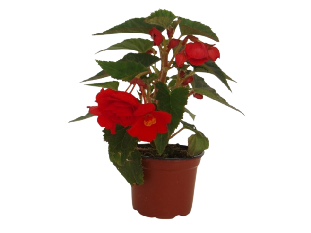 Obrázek produktu Begonie tuberhybrida K12