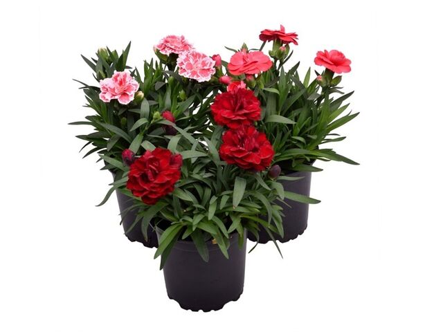 Obrázek produktu Dianthus caryophyllus K11