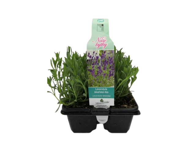 Obrázek produktu Levandule 4-pack