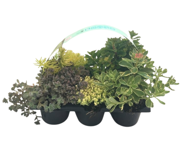 Obrázek produktu Sedum mix druhů 6-pack