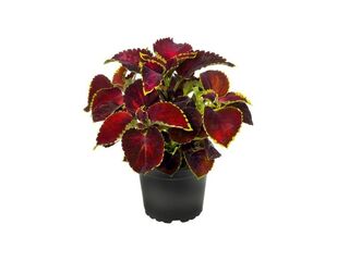 Coleus K12