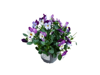 Viola cornuta Twins K12