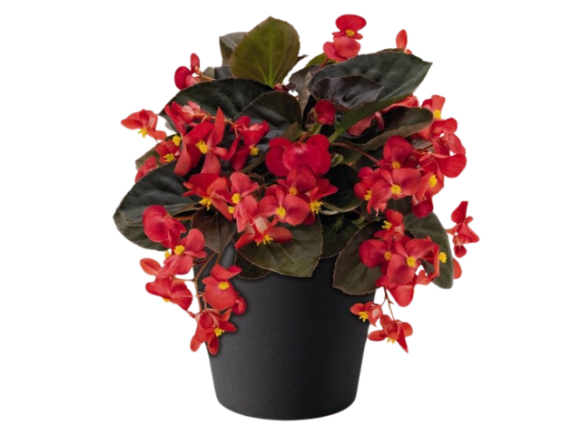 Obrázek produktu Begonia hybrida dekorační K15