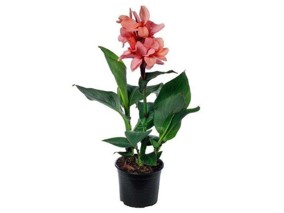 Canna K17. EAN: 8595202060577