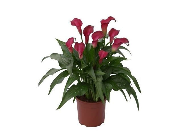 Obrázek produktu Calla K11