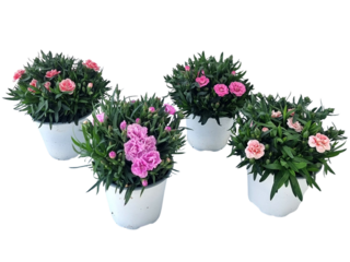 Dianthus Carnelia, Mondrian K14 mix
