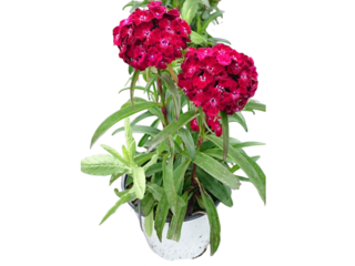 Dianthus barbatus K14