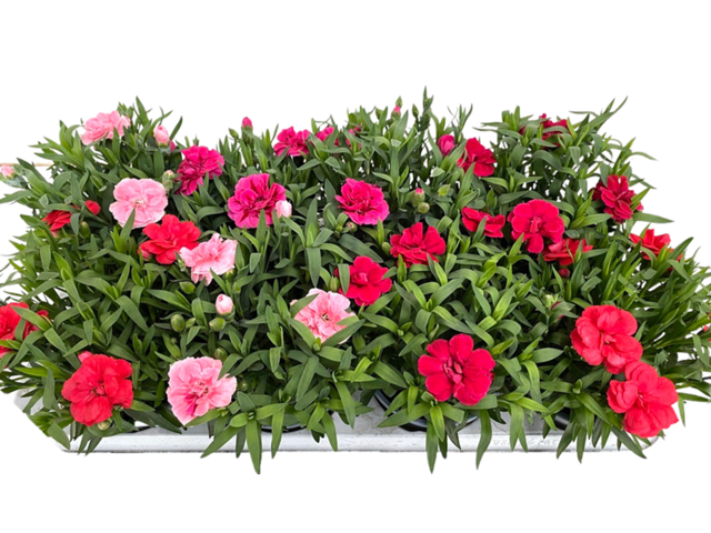 Obrázek produktu Dianthus K12/13 mix