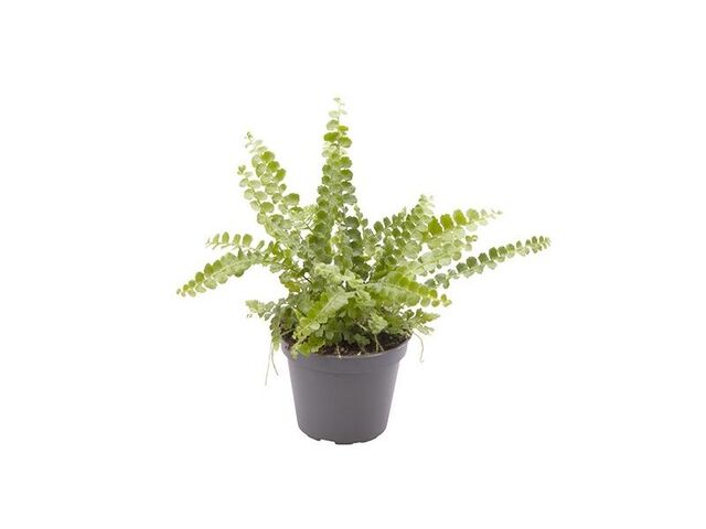 Obrázek produktu Nephrolepis exaltata Duffy (Ledviník) K6
