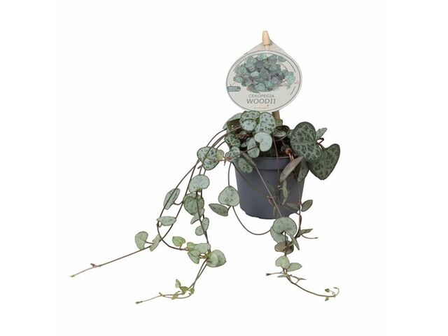 Obrázek produktu Ceropegia Woodii (Svícník) K6