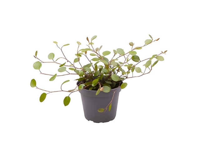 Obrázek produktu Muehlenbeckia complexa (Mulenbekie) K6