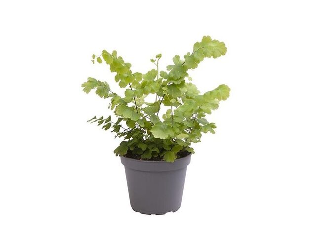 Obrázek produktu Adiantum raddianum Fritz Luthi (Netík klínovitý) K6