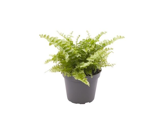 Obrázek produktu Nephrolepis exaltata Fluffy Ruffle (Ledviník ztepilý) K6