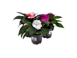 Impatiens Neu-Guinea K11