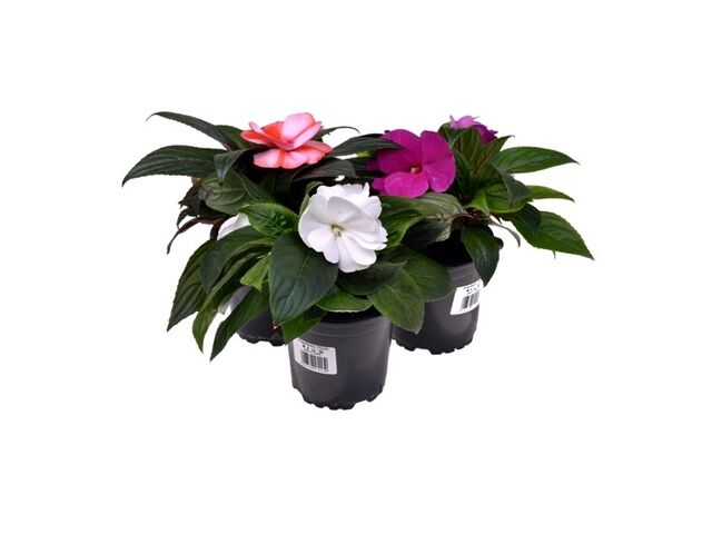 Obrázek produktu Impatiens Neu-Guinea K11