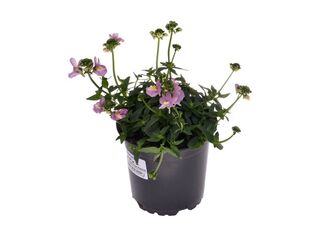 Nemesia K11