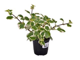 Plectranthus K11