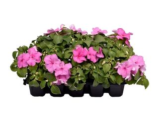 Impatiens waleriana 10-pack