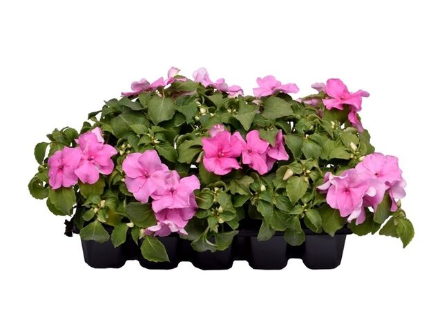 Obrázek produktu Impatiens waleriana 10-pack