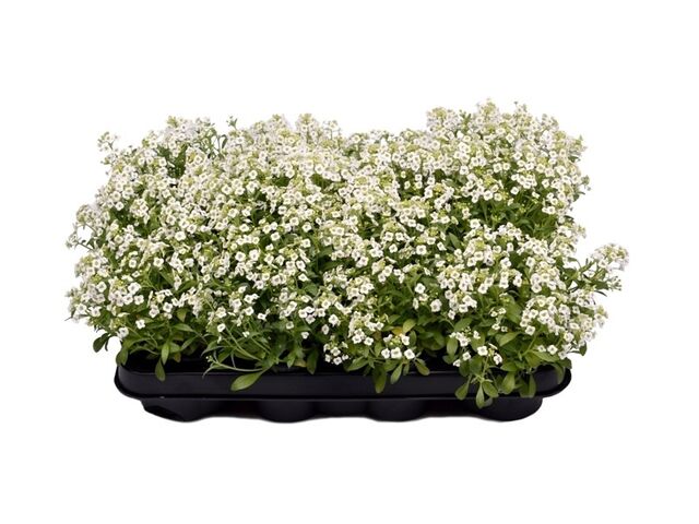 Obrázek produktu Alyssum K9
