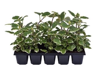 Plectranthus forsteri 10-pack