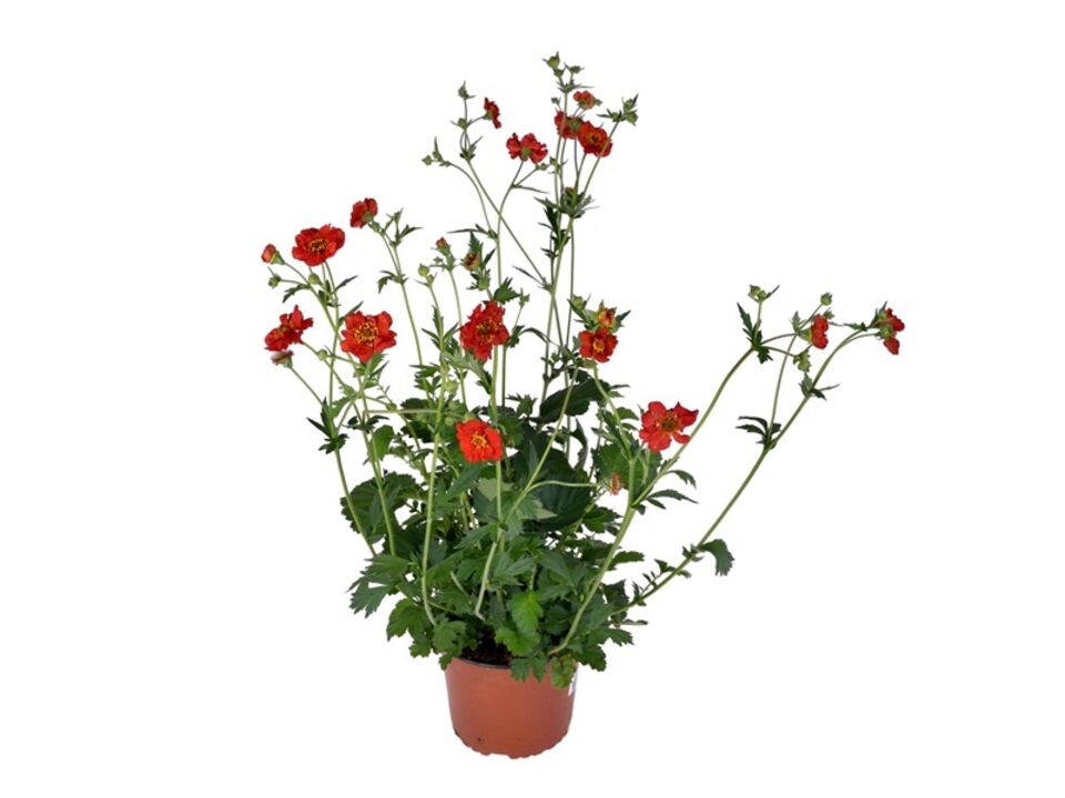 Trvalky letní mix K13. EAN: 8594160354568