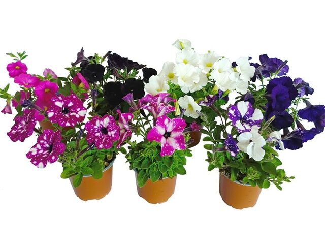 Obrázek produktu Petunia kultivary K11