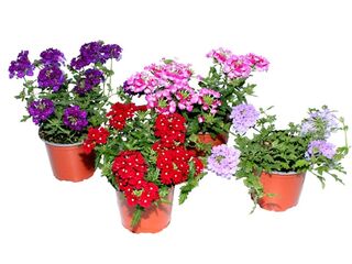 Verbena Vectura K11