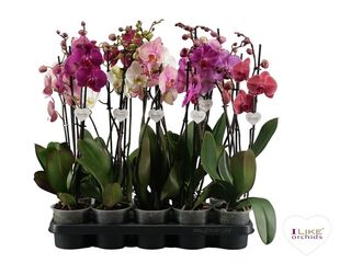Phalaenopsis dvouvýhonový K12