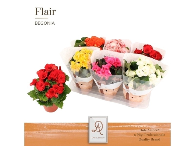 Obrázek produktu Begonia mix K13