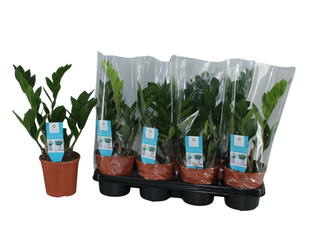Obrázek produktu Zamioculcas K14