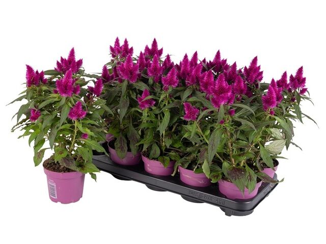 Obrázek produktu Celosia Deep Purple K12
