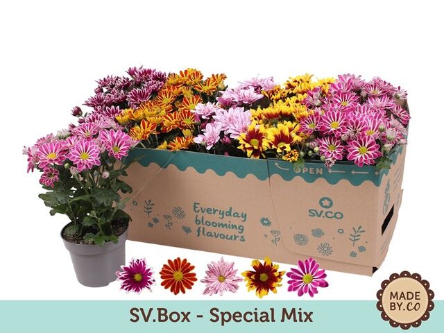 Obrázek produktu Chryzanthéma Special mix K12