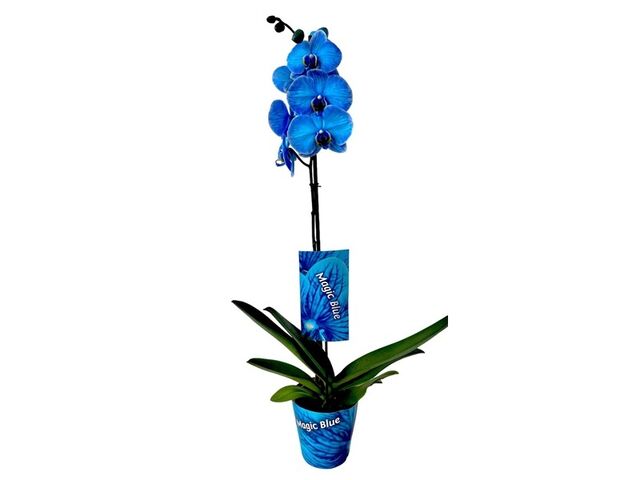 Obrázek produktu Phalaenopsis jednovýhon Royal Blue, K12