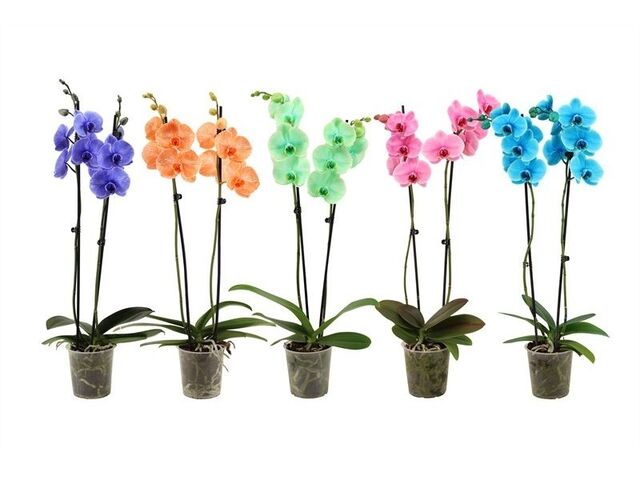Obrázek produktu Phalaenopsis dvouvýhon Royal Art mix, K12