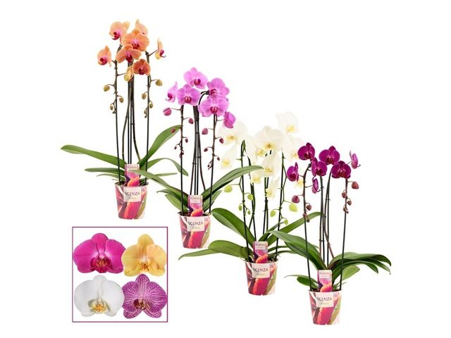 Obrázek produktu Phalaenopsis dvouvýhonový Cascade, mix K12