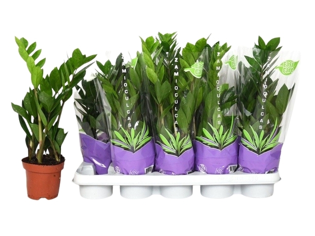 Obrázek produktu Zamioculcas K12