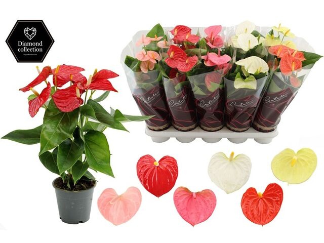 Obrázek produktu Anthurium mix, 5+ kvetu K12