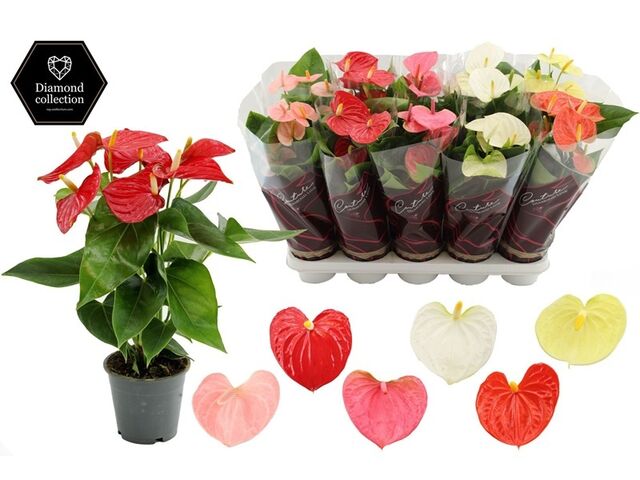 Obrázek produktu Anthurium Diamond mix K12