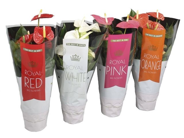 Obrázek produktu Anthurium Diamond mix K14