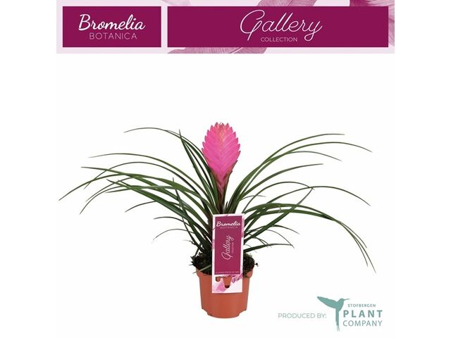 Obrázek produktu Tillandsia Cyanea K9